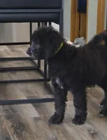 Freya, a female Labradoodle and Poodle - Standard  for sale in Ireton, IA – Photo 4 of 4