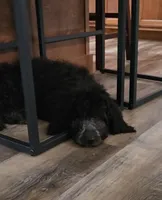 Freya, a female Labradoodle and Poodle - Standard  for sale in Ireton, IA – Photo 3 of 4