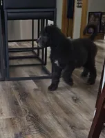 Freya, a female Labradoodle and Poodle - Standard  for sale in Ireton, IA – Photo 2 of 4