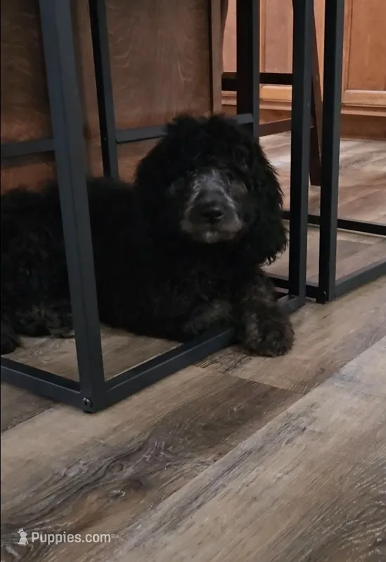 Freya – Labradoodle, Poodle - Standard  puppy for sale in Ireton, IA