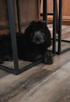 Freya, a female Labradoodle and Poodle - Standard  for sale in Ireton, IA – Photo 1 of 4