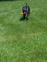 Tanner, a male Labrador Retriever for sale in Ireton, IA – 6 of 7