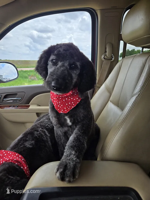 Audi – Labradoodle, Poodle - Standard  puppy for sale in Ireton, IA