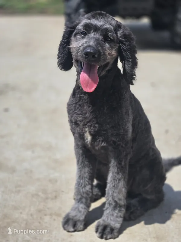 Wells – Labradoodle, Poodle - Standard  puppy for sale in Ireton, IA