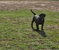 Tanner, a male Labrador Retriever for sale in Ireton, IA – Photo 2 of 8
