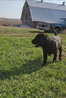 Tanner, a male Labrador Retriever for sale in Ireton, IA – Photo 7 of 8