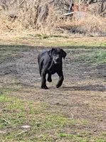Tanner, a male Labrador Retriever for sale in Ireton, IA – Photo 4 of 8
