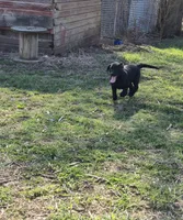 Tanner, a male Labrador Retriever for sale in Ireton, IA – Photo 8 of 8