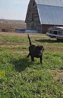 Tanner, a male Labrador Retriever for sale in Ireton, IA – Photo 3 of 8