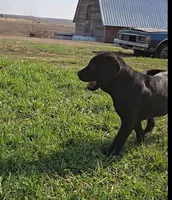 Tanner, a male Labrador Retriever for sale in Ireton, IA – Photo 6 of 8
