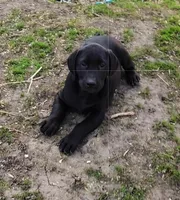 Tanner, a male Labrador Retriever for sale in Ireton, IA – Photo 1 of 8