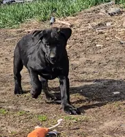 Tanner, a male Labrador Retriever for sale in Ireton, IA – Photo 5 of 8
