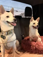 Spyder, a female Kishu Ken and Chihuahua for sale in Los Angeles, CA – 5 of 6