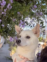 Spyder, a female Kishu Ken and Chihuahua for sale in Los Angeles, CA – 2 of 6