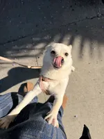 Spyder, a female Kishu Ken and Chihuahua for sale in Los Angeles, CA – 3 of 6