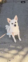Spyder, a female Kishu Ken and Chihuahua for sale in Los Angeles, CA – 1 of 6