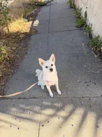 Spyder, a female Kishu Ken and Chihuahua for sale in Los Angeles, CA – 6 of 6