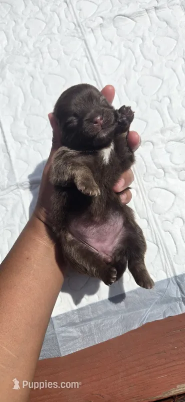 Ariel – Pomeranian puppy for sale in Faribault, MN