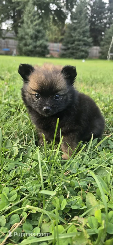 Princess – Pomeranian puppy for sale in Faribault, MN