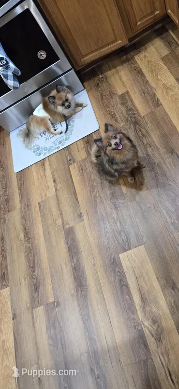 Expecting parents- New litter coming soon! 