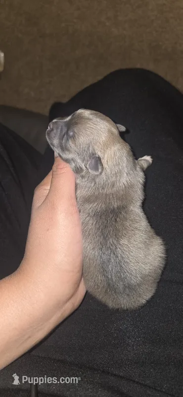 Lilly – Pomeranian puppy for sale in Faribault, MN