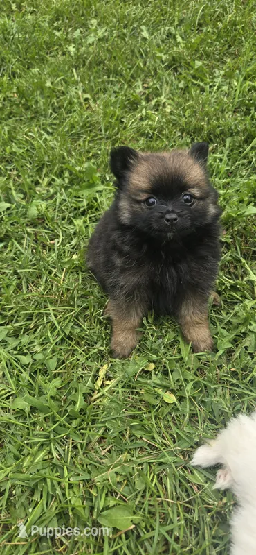 Princess – Pomeranian puppy for sale in Faribault, MN