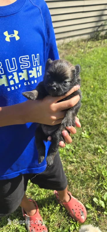 Princess – Pomeranian puppy for sale in Faribault, MN