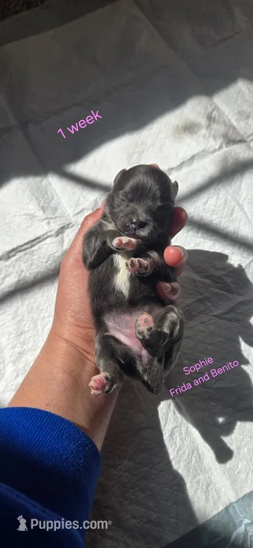 Sophie  – Pomeranian puppy for sale in Faribault, MN