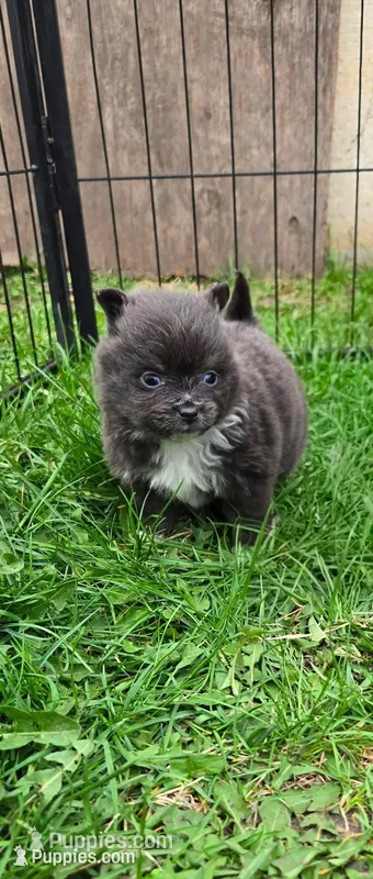 Sophie  – Pomeranian puppy on hold in Faribault, MN