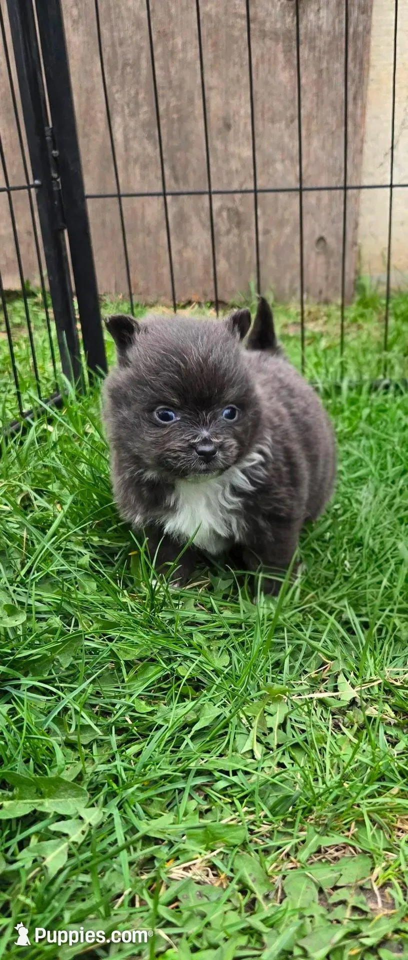 Sophie , a female Pomeranian for sale in Faribault, MN – 1 of 3