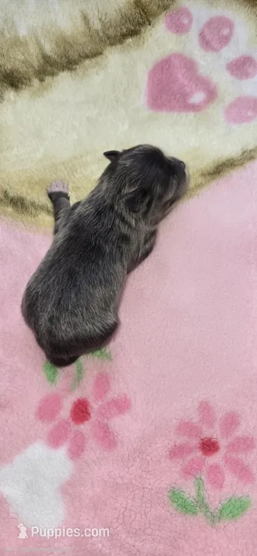 Sophie  – Pomeranian puppy for sale in Faribault, MN