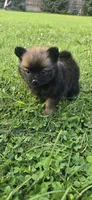 Princess, a female Pomeranian for sale in Faribault, MN – 3 of 4