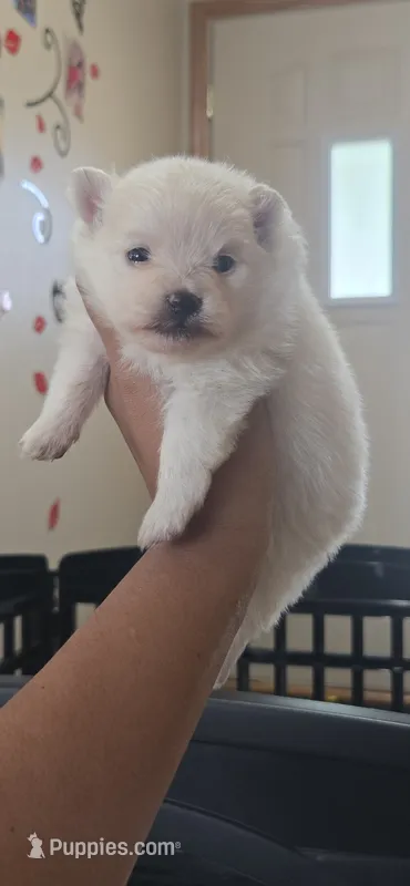 Princess Peach – Pomeranian puppy for sale in Faribault, MN