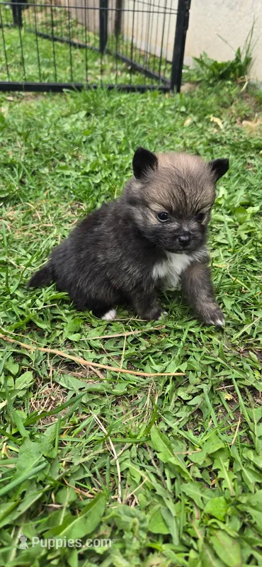 Bella  – Pomeranian puppy on hold in Faribault, MN