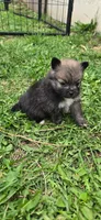 Bella , a female Pomeranian for sale in Faribault, MN – 1 of 3