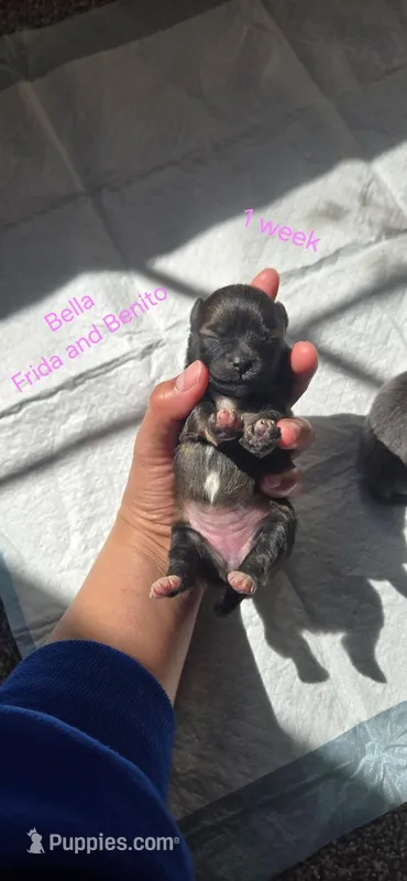 Bella  – Pomeranian puppy for sale in Faribault, MN