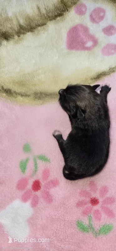 Bella  – Pomeranian puppy for sale in Faribault, MN