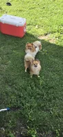 Princess, a female Pomeranian for sale in Faribault, MN – 4 of 4