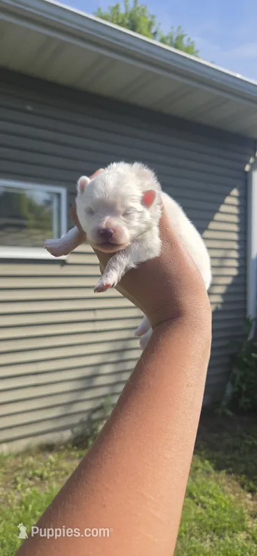 Princess Peach – Pomeranian puppy for sale in Faribault, MN