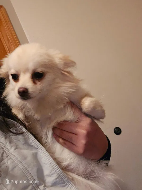Molly – Pomeranian puppy for sale in Faribault, MN