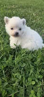 Princess Peach, a female Pomeranian for sale in Faribault, MN – 2 of 2