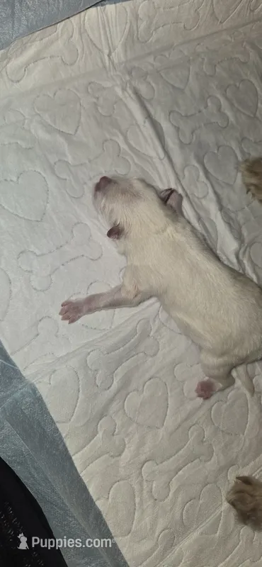 Princess Peach – Pomeranian puppy for sale in Faribault, MN