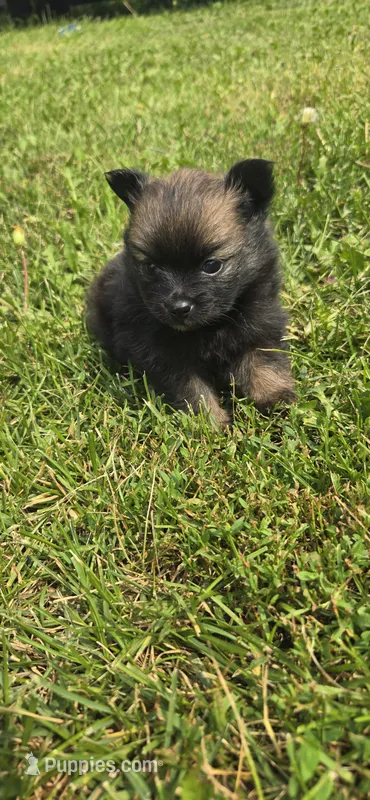 Princess – Pomeranian puppy for sale in Faribault, MN