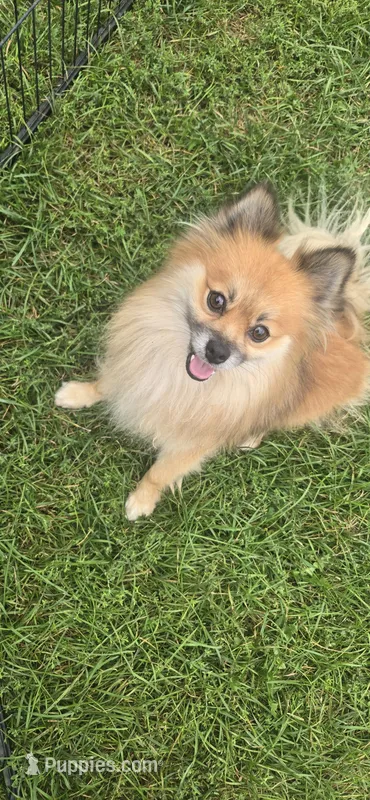 Benito – Pomeranian puppy for sale in Faribault, MN