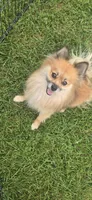 Benito, a male Pomeranian for sale in Faribault, MN – 1 of 1