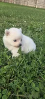 Princess Peach, a female Pomeranian for sale in Faribault, MN – 1 of 2