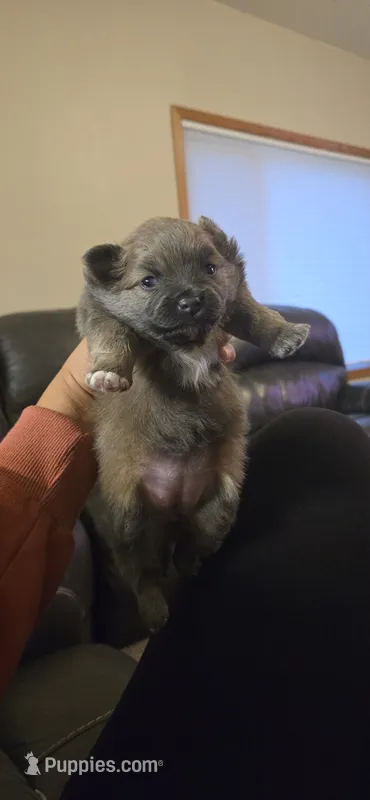 Lilly – Pomeranian puppy for sale in Faribault, MN