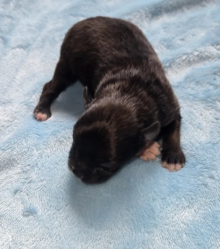 Max , a male Pomeranian for sale in Faribault, MN – Photo 1 of 1