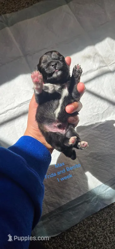 Max  – Pomeranian puppy for sale in Faribault, MN