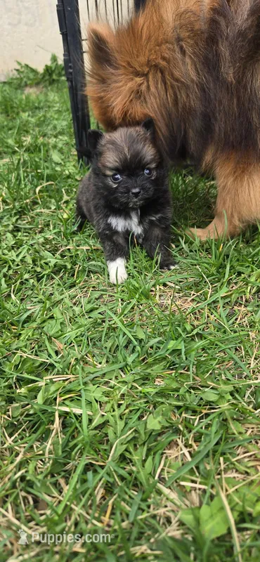 MJ  – Pomeranian puppy on hold in Faribault, MN